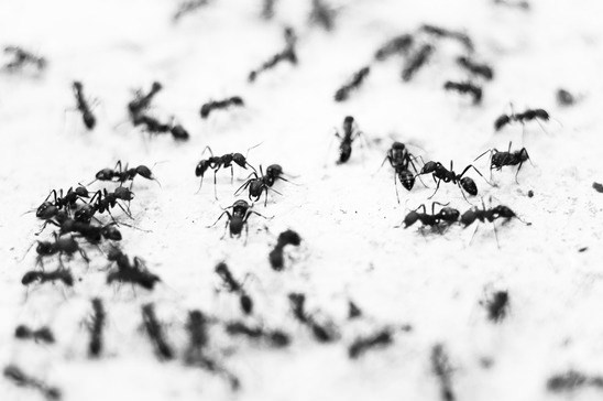 Schwarze Ameisen sind häufig im Garten anzutreffen